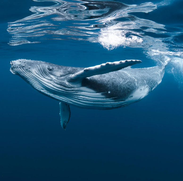 MONTEREY BAY - Green Whale Bracenet - Verschluss Blau MONTEREY BAY - Green Whale Bracenet - Verschluss Blau