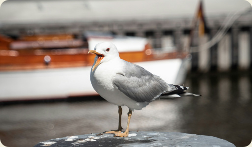 hamburg_moewe_Melanie_Kiefer_Unsplash_BG